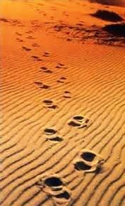 SeguirTeEiParaOndeQuerQueFores