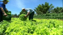 a_pequenos agricultores